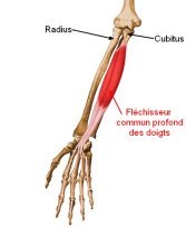 Muscle fléchisseur profond des doigts PhysioStudent